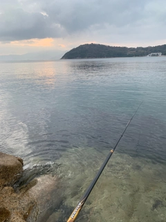 コブダイの釣果