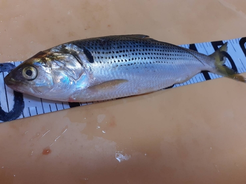 コノシロの釣果