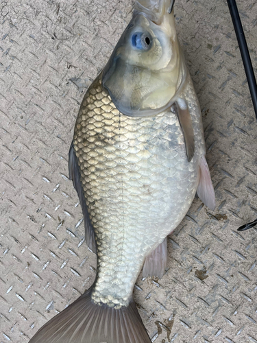 ヘラブナの釣果