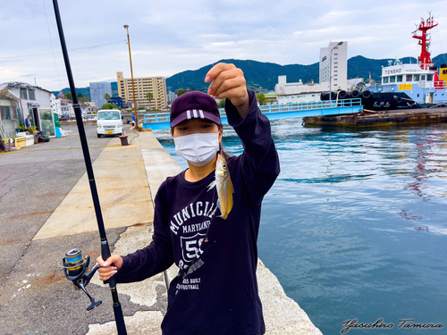 キスの釣果