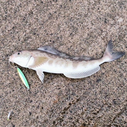 ホッケの釣果