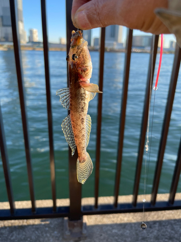 マハゼの釣果