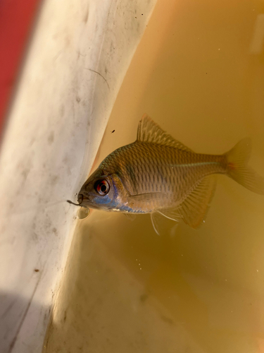 タイリクバラタナゴの釣果