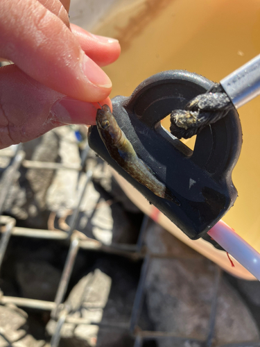 ヌマチチブの釣果