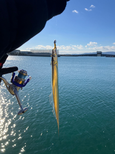 タチウオの釣果