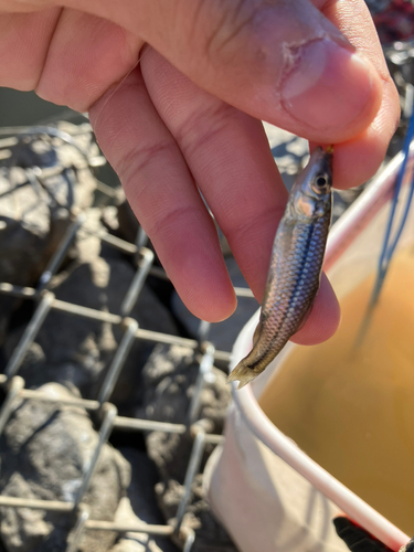 クチボソの釣果