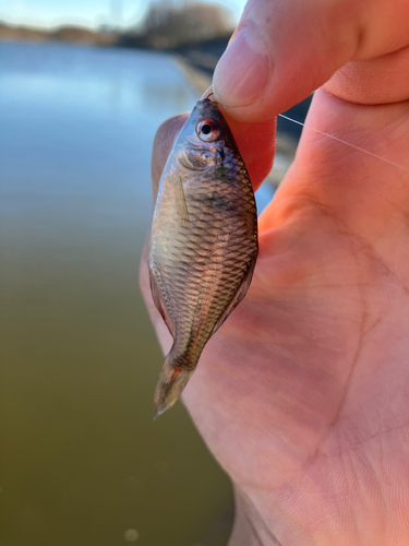 タイリクバラタナゴの釣果