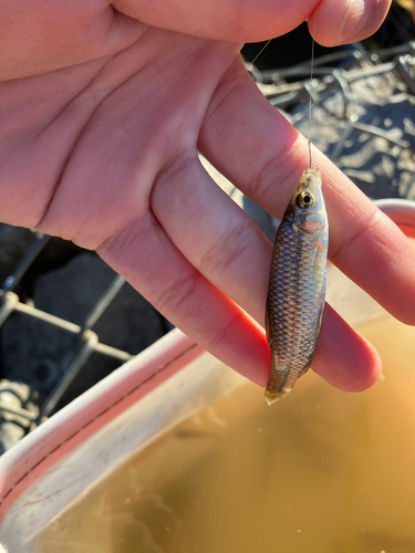 クチボソの釣果