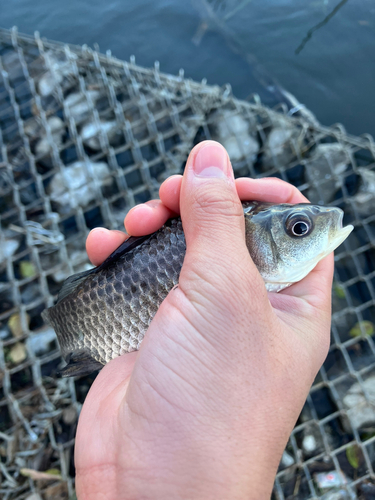 ギンブナの釣果