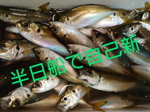 マアジの釣果