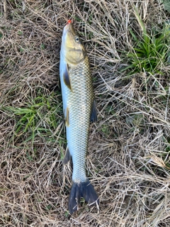 ニゴイの釣果