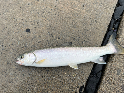 アメマスの釣果