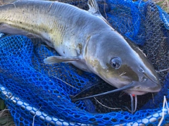 アメリカナマズの釣果