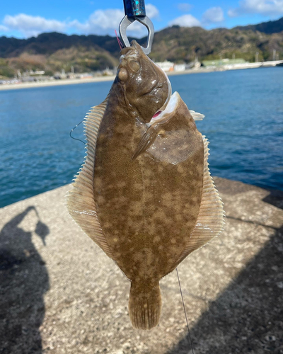 マコガレイの釣果