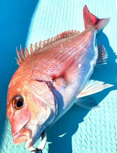 マダイの釣果