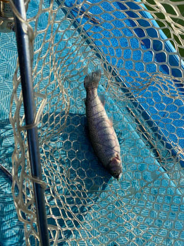 ニジマスの釣果