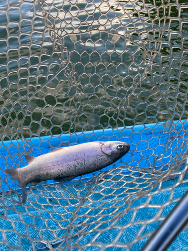 ニジマスの釣果