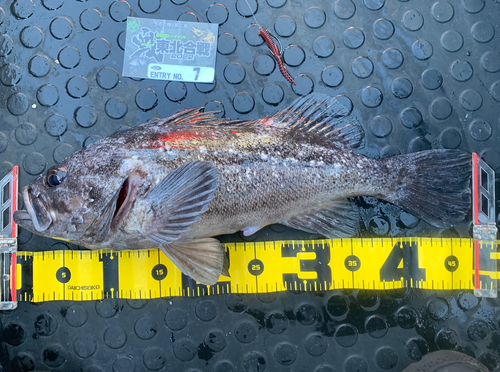 クロソイの釣果