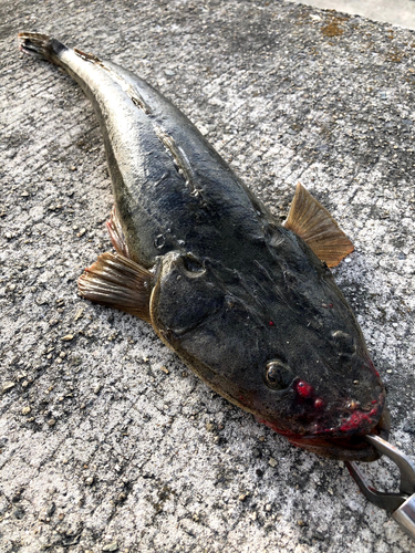 マゴチの釣果