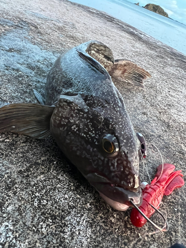 アイナメの釣果