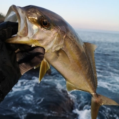 カンパチの釣果