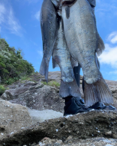 ヒラスズキの釣果