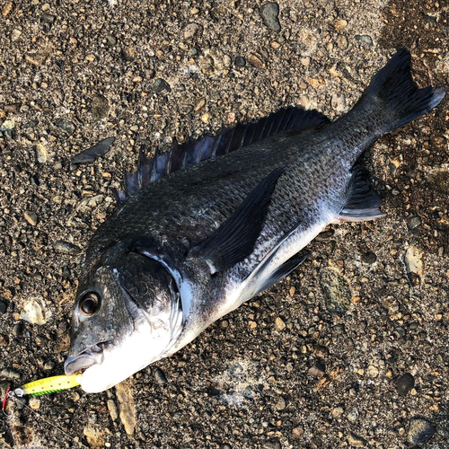 チヌの釣果