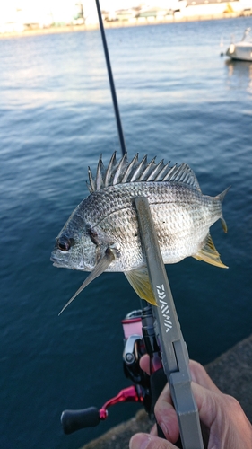 キビレの釣果