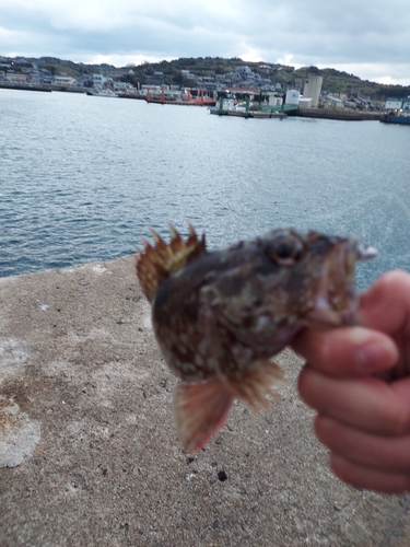 アラカブの釣果