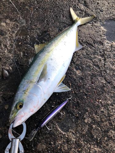 ハマチの釣果