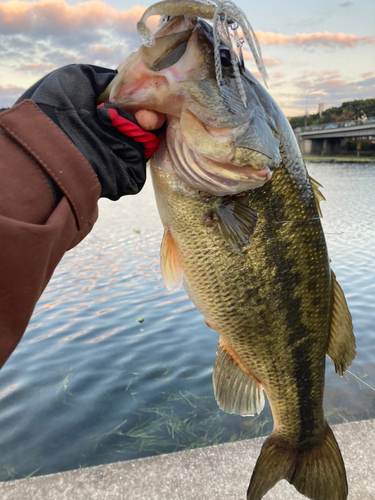 ブラックバスの釣果