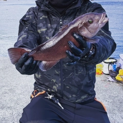 コブダイの釣果