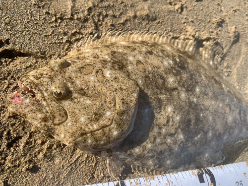 ヒラメの釣果