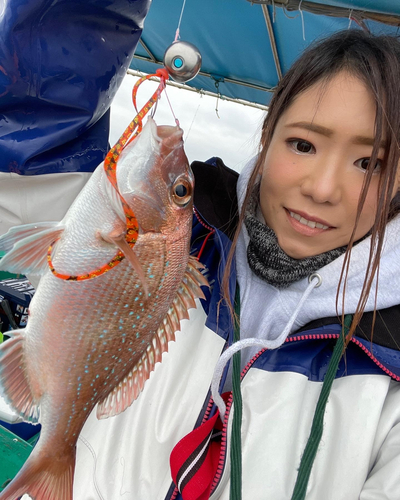 マダイの釣果