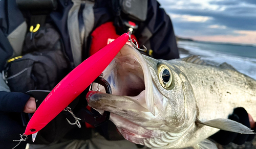 ヒラスズキの釣果