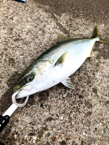 ハマチの釣果