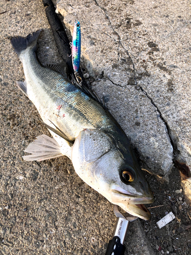 シーバスの釣果