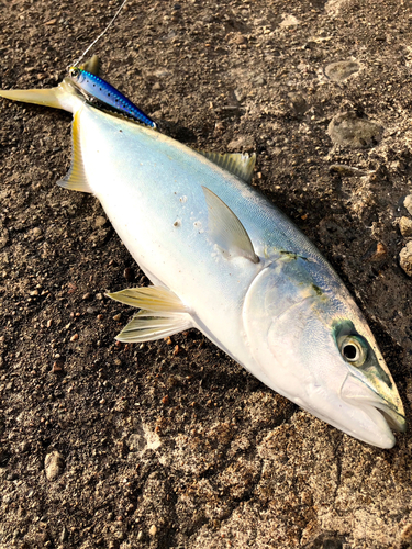 ハマチの釣果