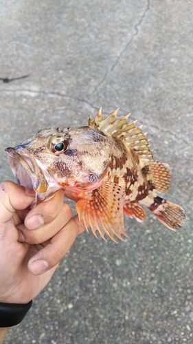 カサゴの釣果