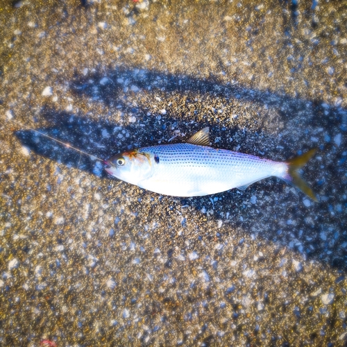 コノシロの釣果