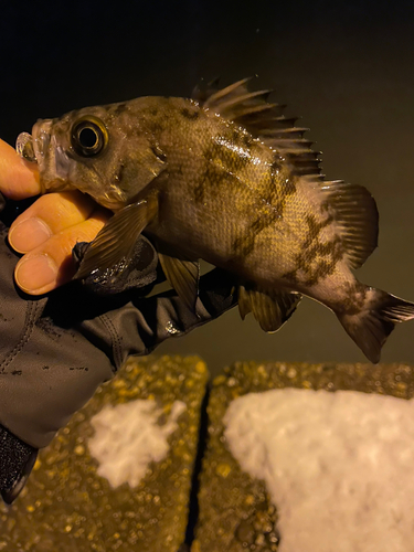 メバルの釣果