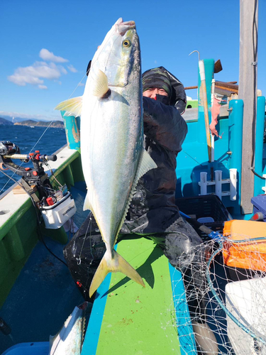 ブリの釣果