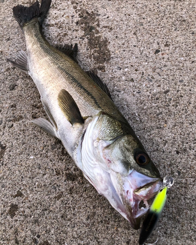 シーバスの釣果