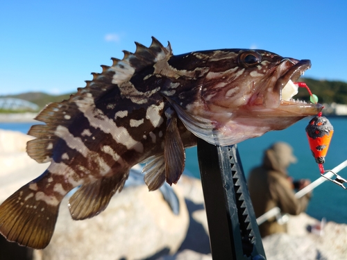 クエの釣果