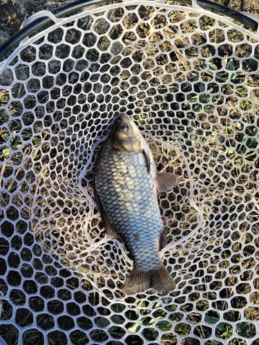 ヘラブナの釣果