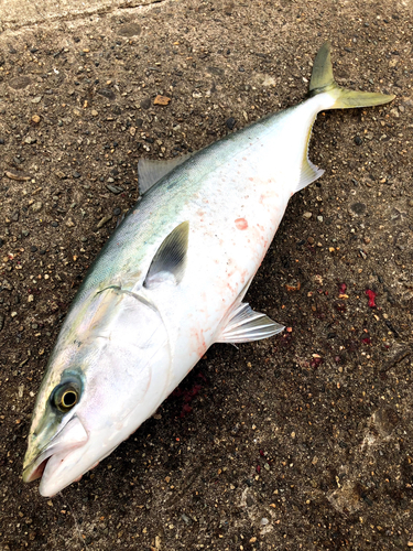 メジロの釣果