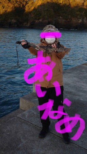 アイナメの釣果