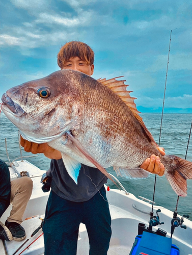 マダイの釣果