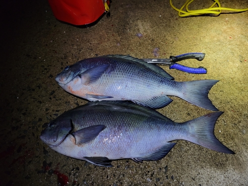 クロの釣果