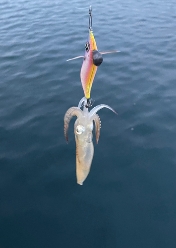 ヤリイカの釣果